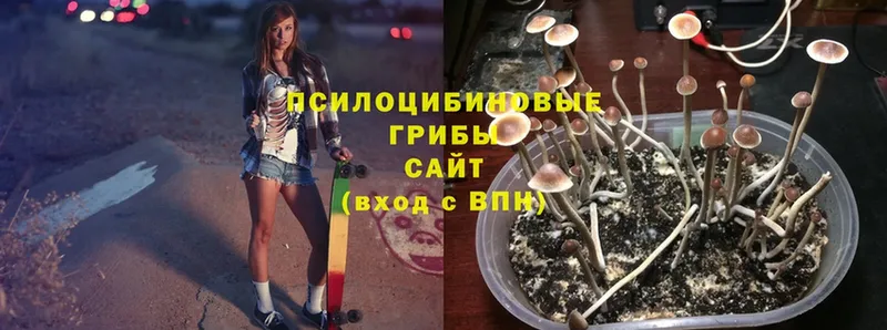 Галлюциногенные грибы Cubensis  Губаха 